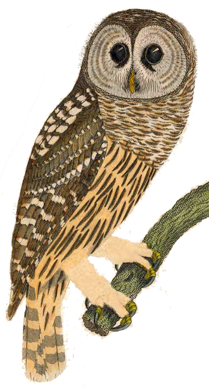 barred_owl_reese