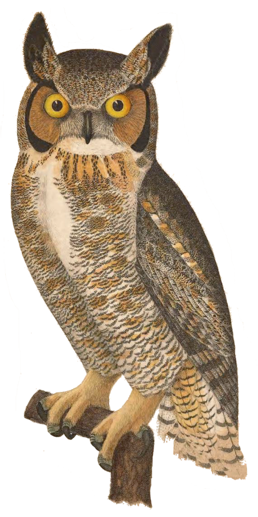 great_horned_owl_reese2